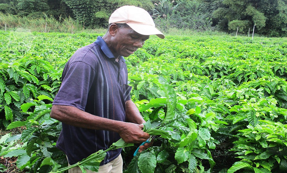 African coffee farmer tending coffee plants in a lush plantation